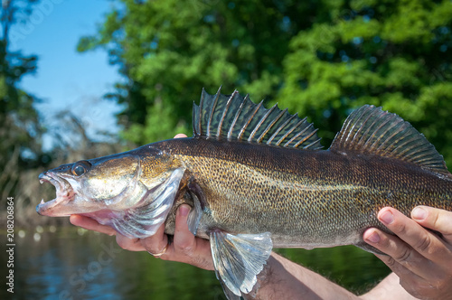 Summer walleye trophy presentation