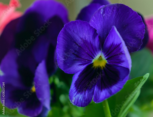 Violet tri-color