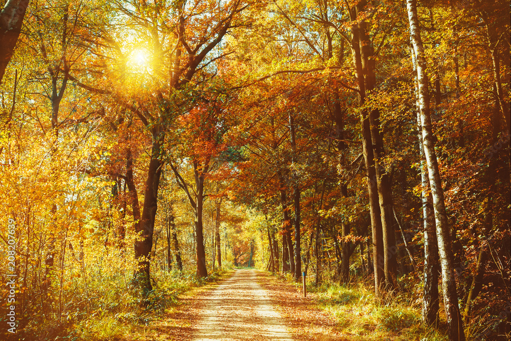 Forest road. Landscape.  avenue of trees in the park .  misty autumn forest