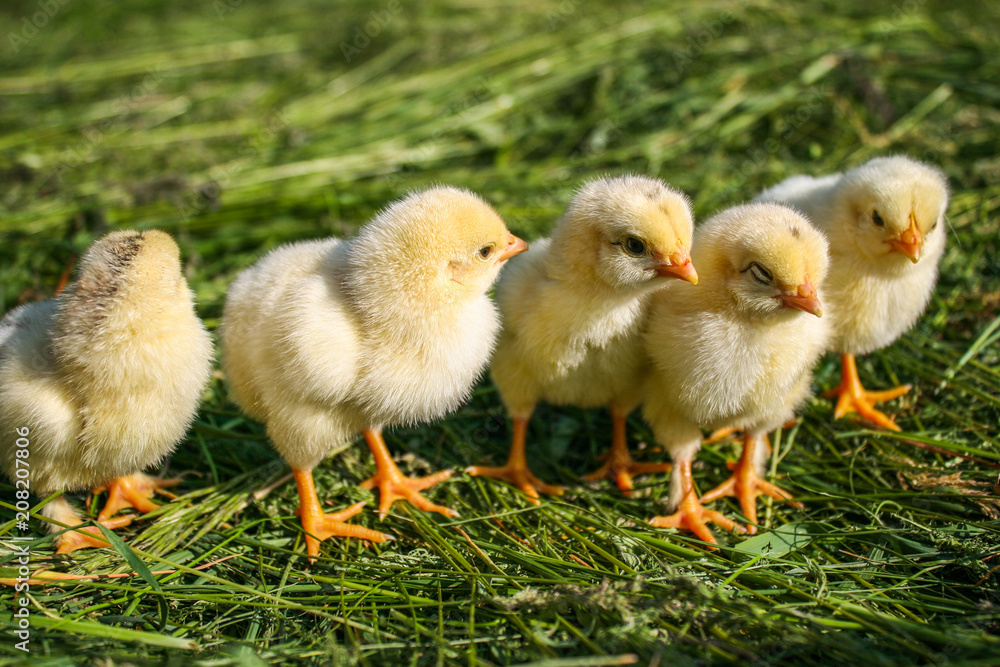 Little chickens on the grass. Yellow chickens on a lawn on a farm.