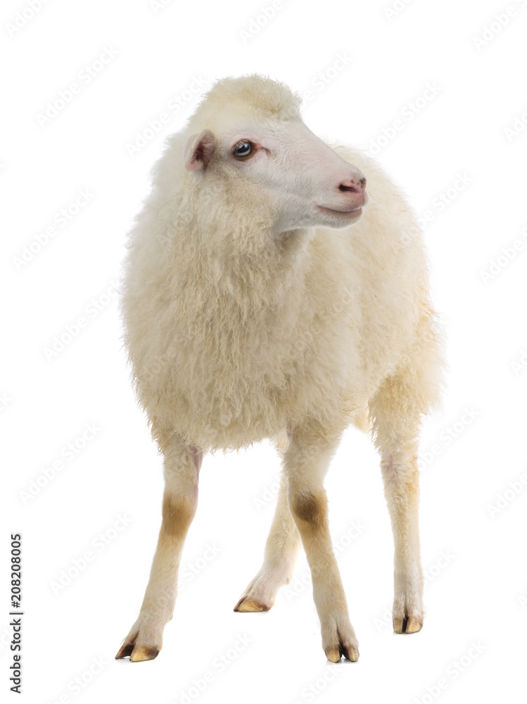 sheep sheep