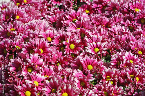 Pink chrysanthemums flowers blooming in garden background