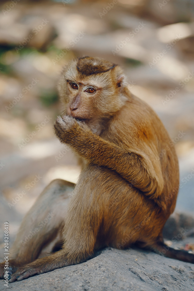 Obraz premium wild monkey in Phuket Thailand