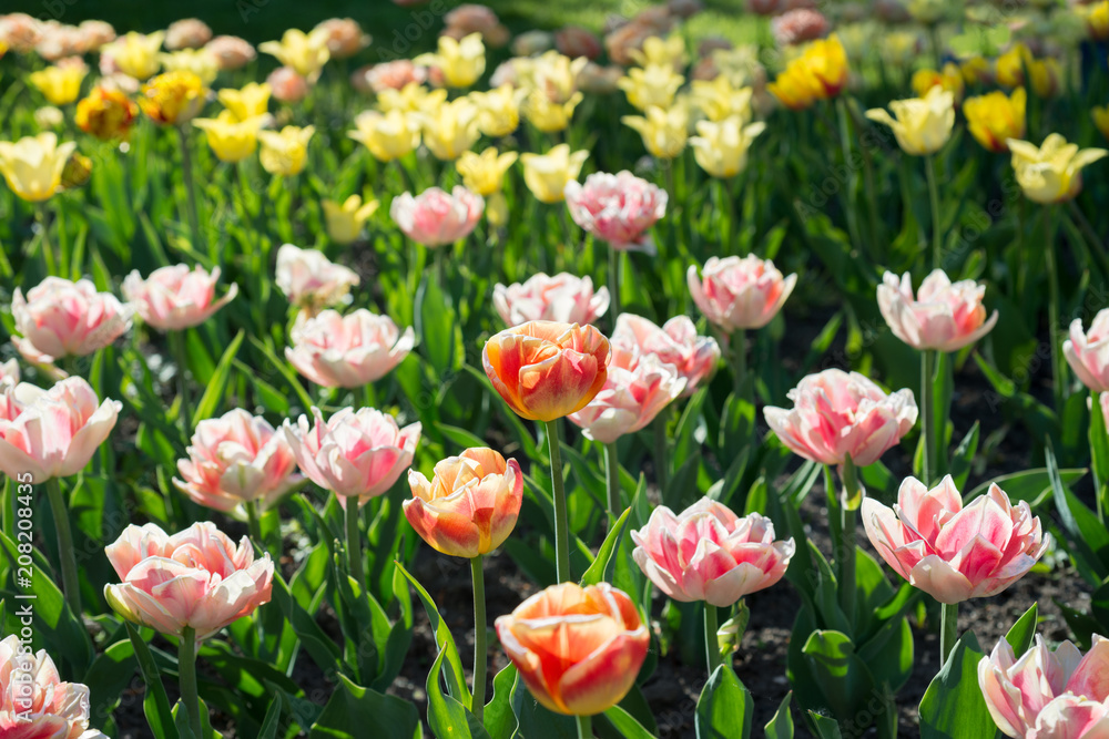 Background of flowers of tulips Background of flowers of tulips
