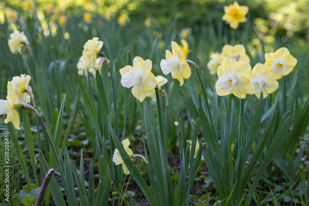 Flowers of daffodils blossom in the spring Flowers of daffodils blossom in the spring