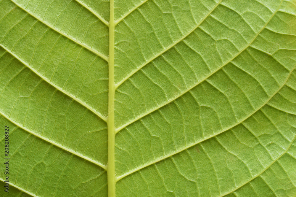 Obraz premium Blatt von Walnussbum . Nahaufnahme von Textur.