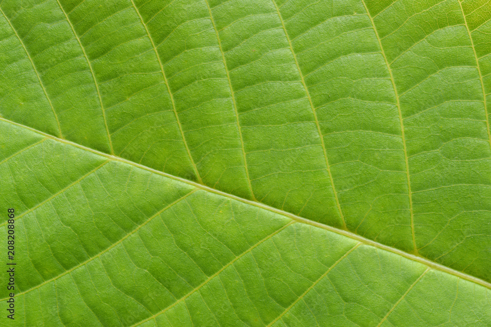 Blatt von Walnussbum . Nahaufnahme von Textur. Blatt von Walnussbum . Nahaufnahme von Textur.