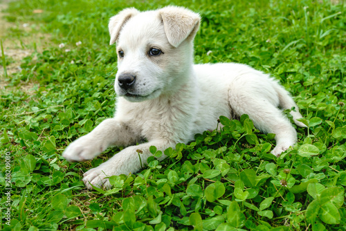 white  puppy. puppy outdoors on a sunny day