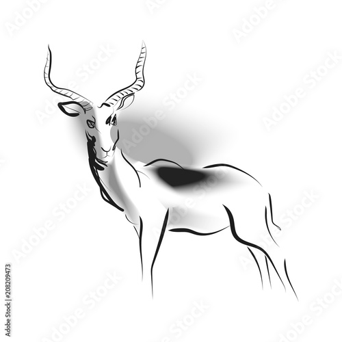 Vector sketch of antelope