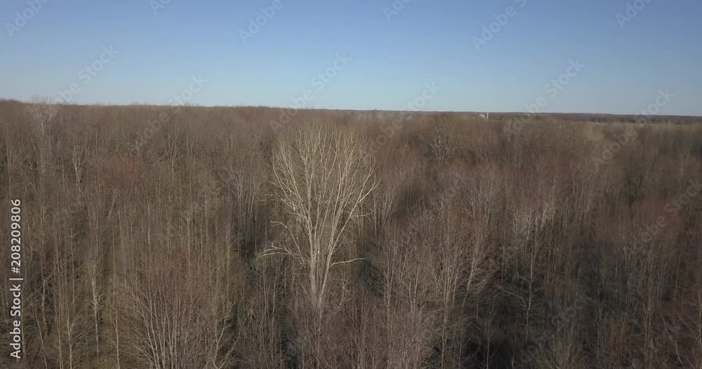 Forest in spring with no leaves -focusing on single white tree - aerial tracking shot Forest in spring with no leaves -focusing on single white tree - aerial tracking shot