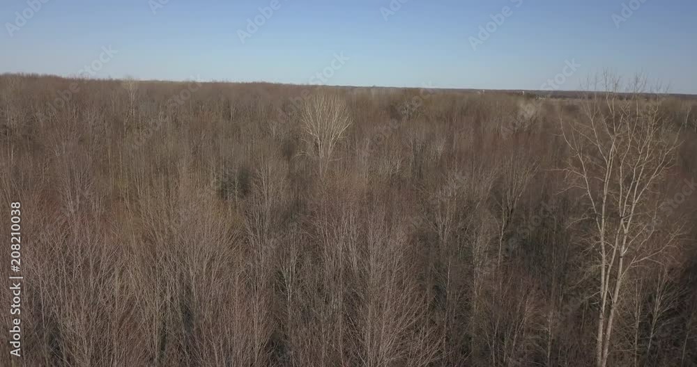Forest in spring with no leaves - aerial view Forest in spring with no leaves - aerial view