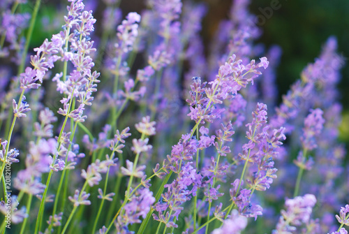 Purple Violet Lavender Flowers in Bloom Field closeup background. Selective focus used.