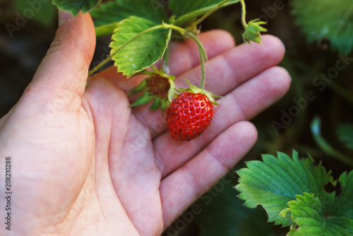 Woman hand with fresh strawberries collected in the garden. Fresh organic strawberries growing on the field. Close up, selective focus
