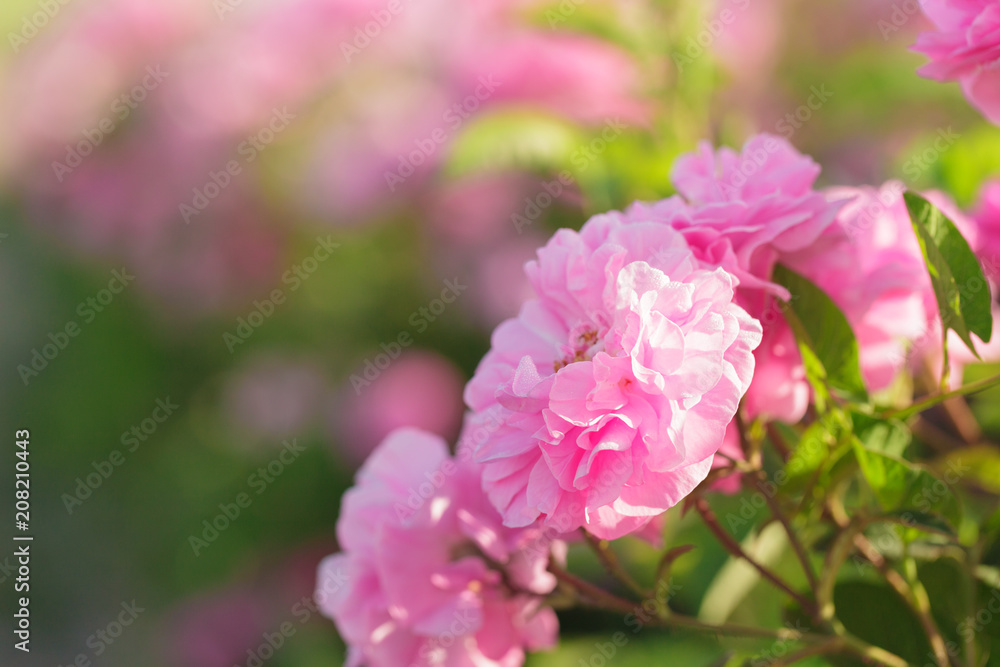 pink rose bush closeup on field background pink rose bush closeup on field background
