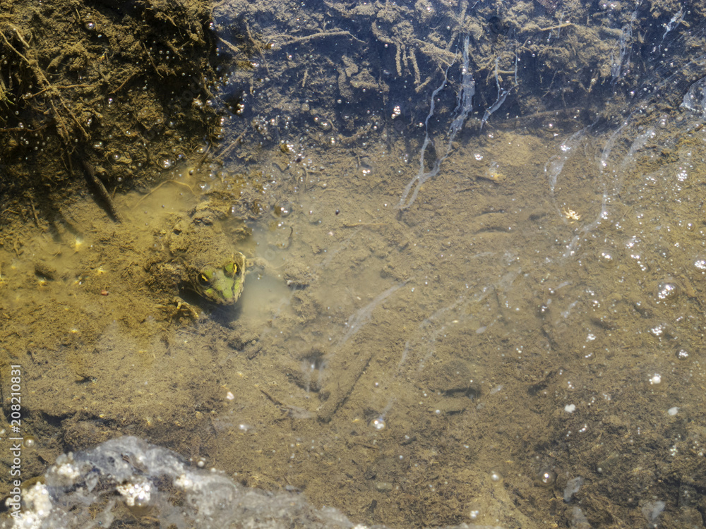 Black-spotted green frog with yellow eyes camouflaged in the mud in a puddle on a riverbank Black-spotted green frog with yellow eyes camouflaged in the mud in a puddle on a riverbank