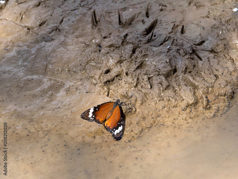 Naklejka premium The butterfly sucks mud water in the gemsbok national park, Kalahari South Africa