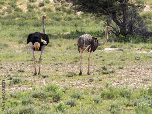 Pair Ostrich, Struthio camelus, Kalahari, South Africa