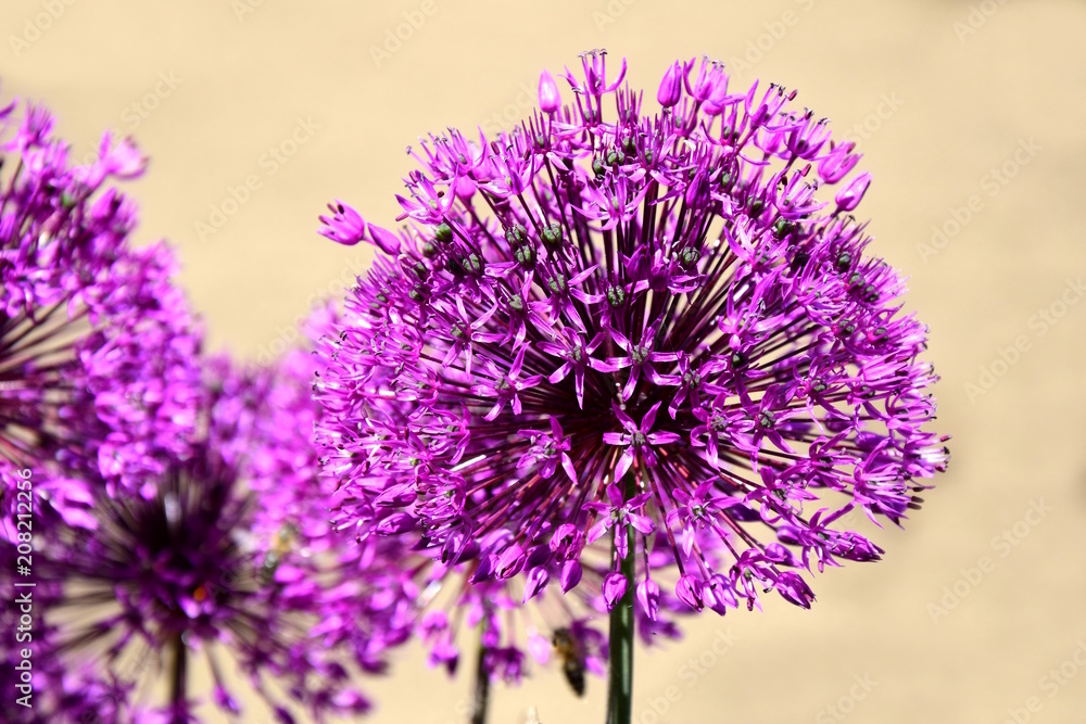 Sternkugellauch, Allium, Zierlauch Sternkugellauch, Allium, Zierlauch