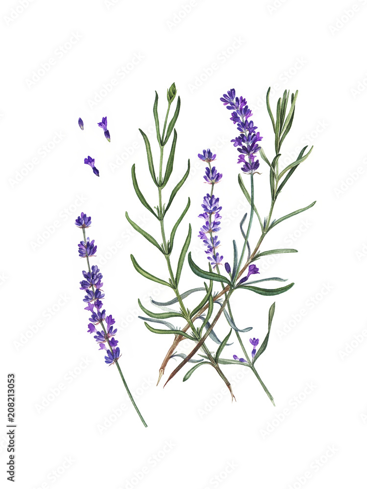Fototapeta premium Lavender