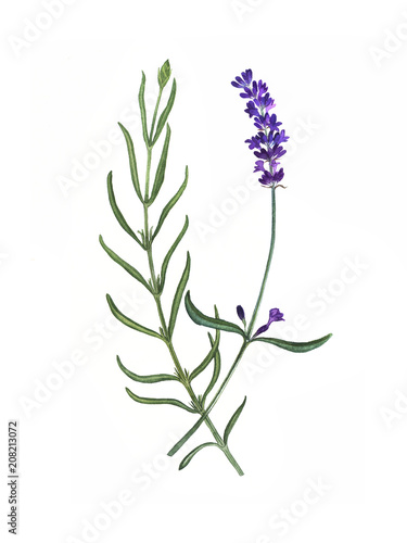 Lavender flower  watercolor hand drawn lavender botanical illustration  can be used as print  label  element design  textile  fabric  invitation  tattoo  stickers  greeting card.