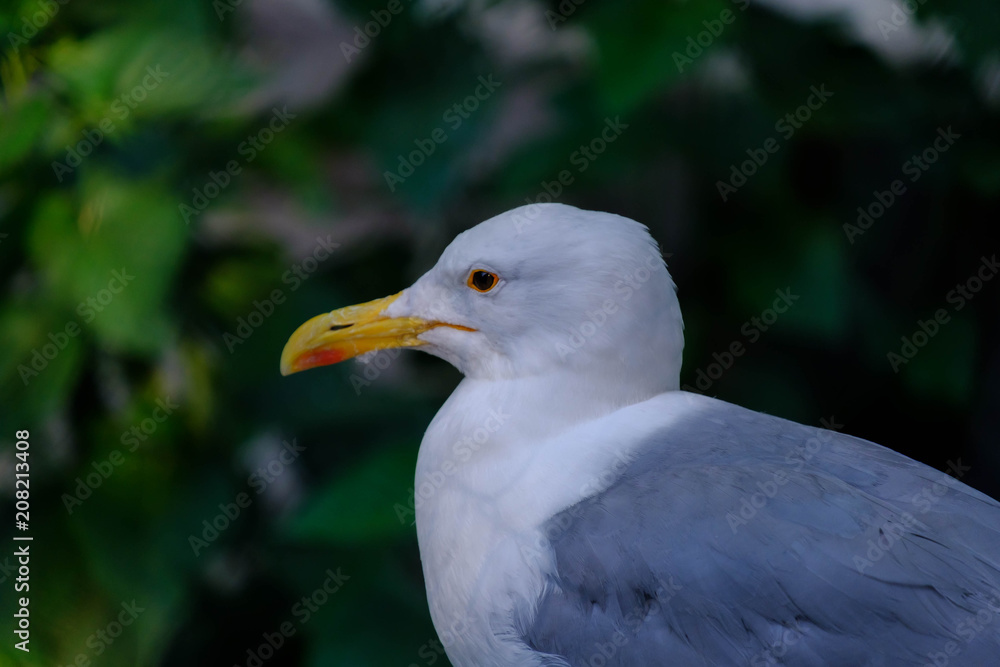 White gull in the park