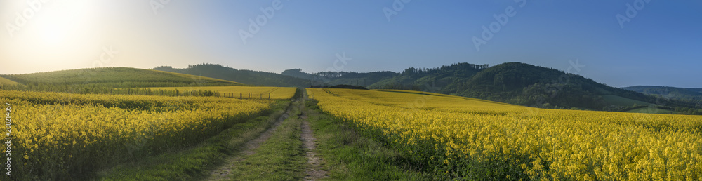 Country road in yellow rapeseed fields