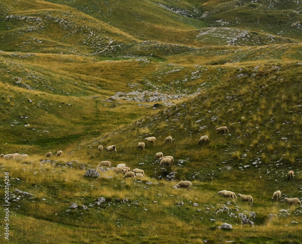 Sheep on a pasture on an alpine rocky meadow