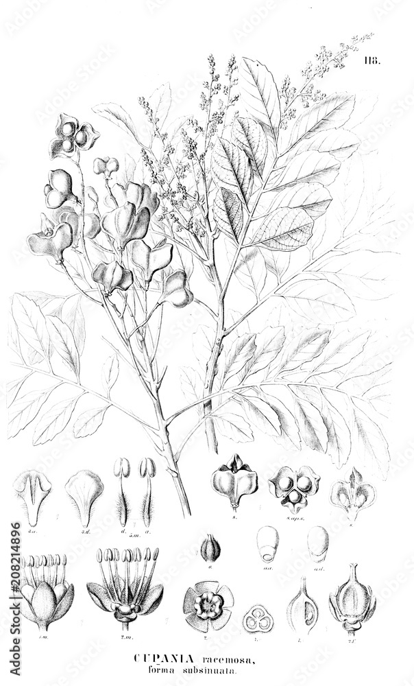 Illustration of plant Illustration of plant
