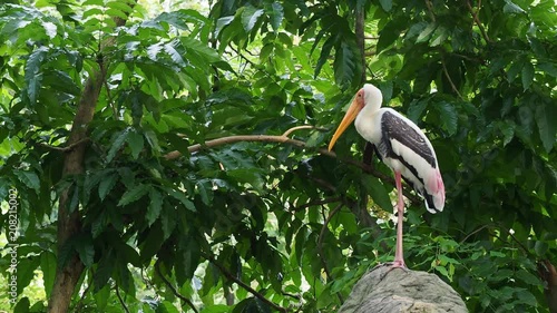 Big painted stork bird standing on the rock waiting to hunt over green leaves background photo