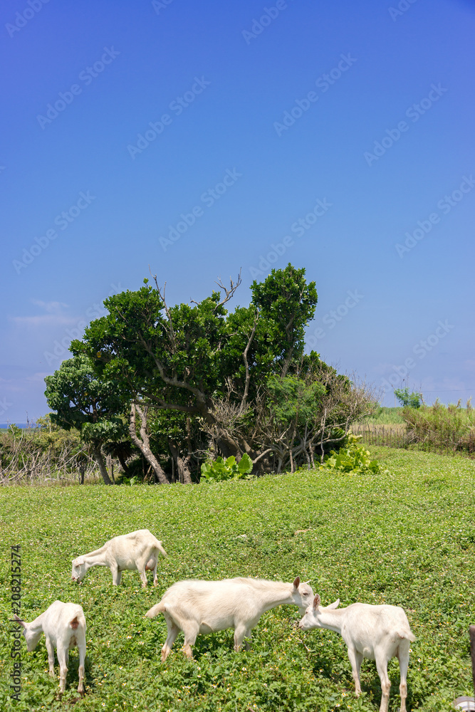 Obraz premium 波照間島のヤギ