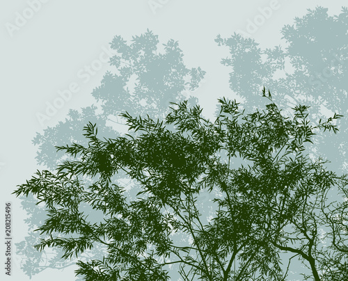 Silhouettes of deciduous trees in summer forest