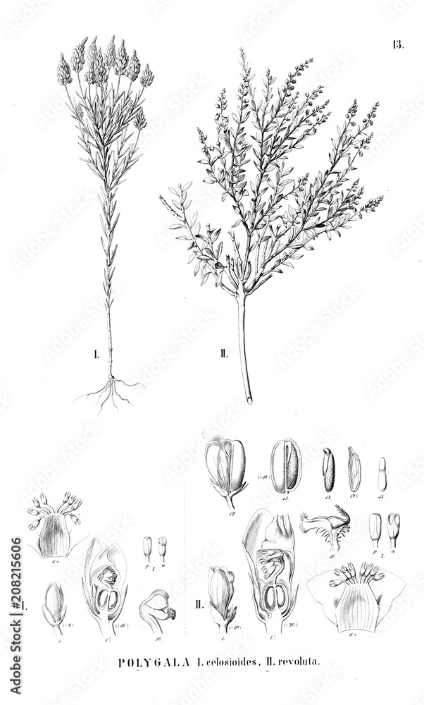 Fototapeta premium Illustration of plant