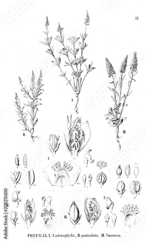 Wallpaper Mural Illustration of plant Torontodigital.ca