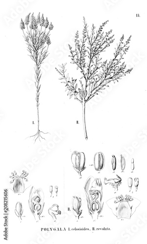 Illustration of plant