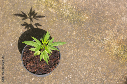 marijuana plants in pot