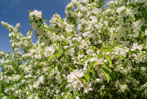 Blooming Apple tree against the blue sky