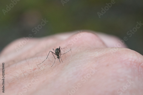 macro shot of a mosquito on a man's arm