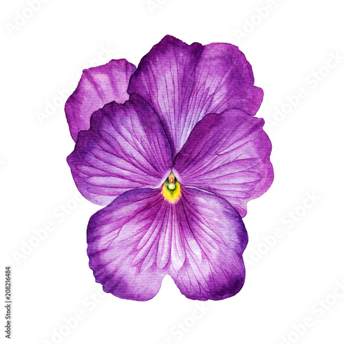 pansy