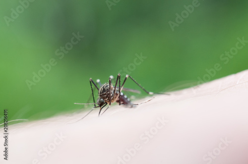macro shot of a mosquito on a man's arm