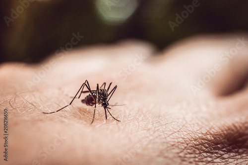 macro shot of a mosquito on a man's arm © foras05