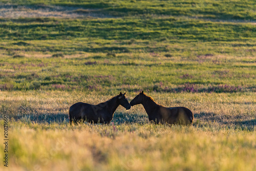 Wild horses grazing in a field at sunrise photo