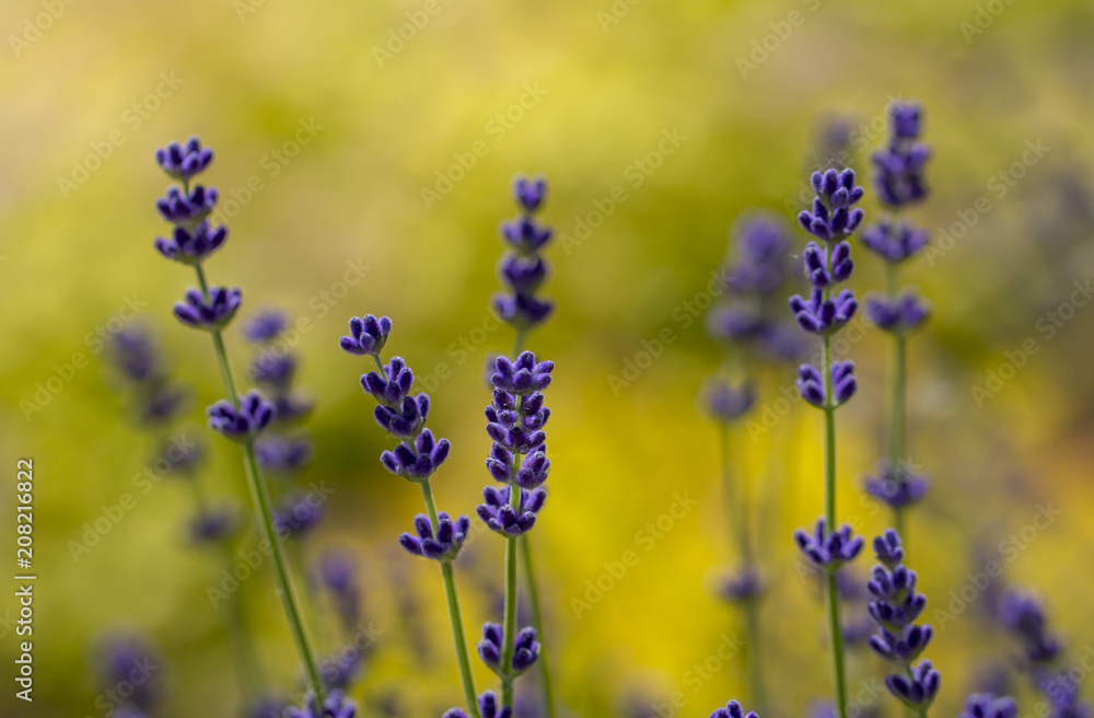 Fototapeta premium Lavender plant latin Lavandula angustifolia