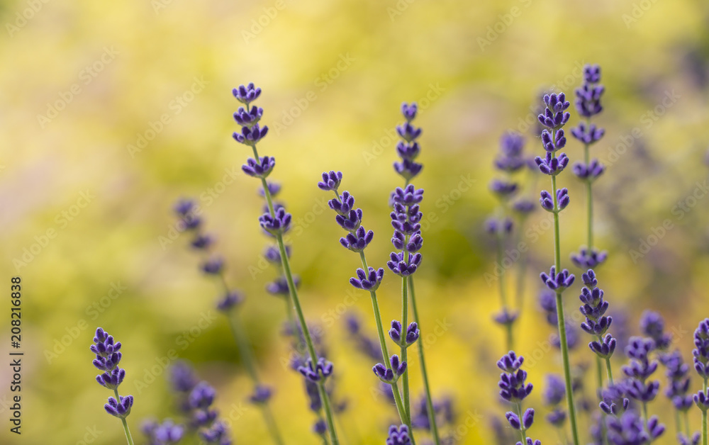 Obraz premium Lavender plant latin Lavandula angustifolia
