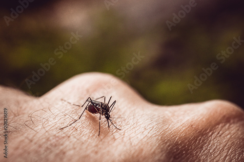 macro shot of a mosquito on a man's arm