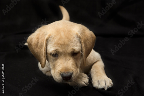 Schatje kijkend labrador puppy © renatepeppenster