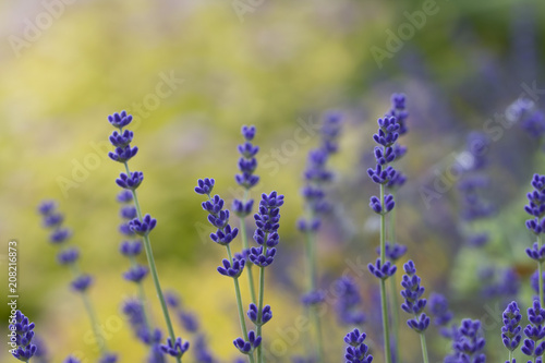 Lavender plant latin Lavandula angustifolia