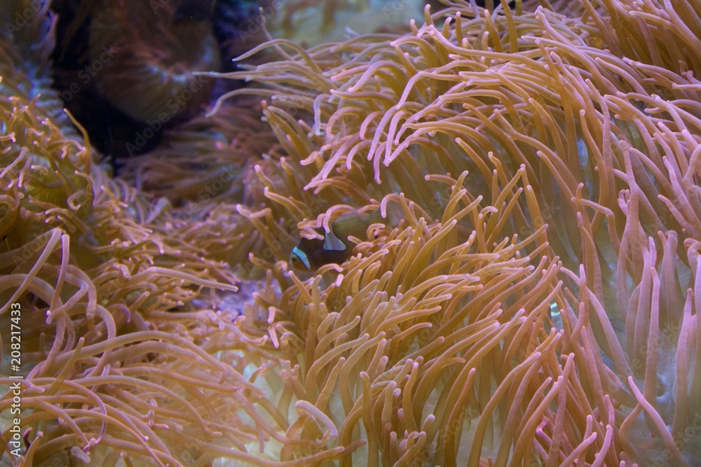 Obraz premium Nemo Fish 1