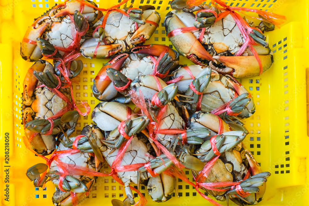 Many raw serrated mud crab tied with red rope in yellow basket for cooking seafood.