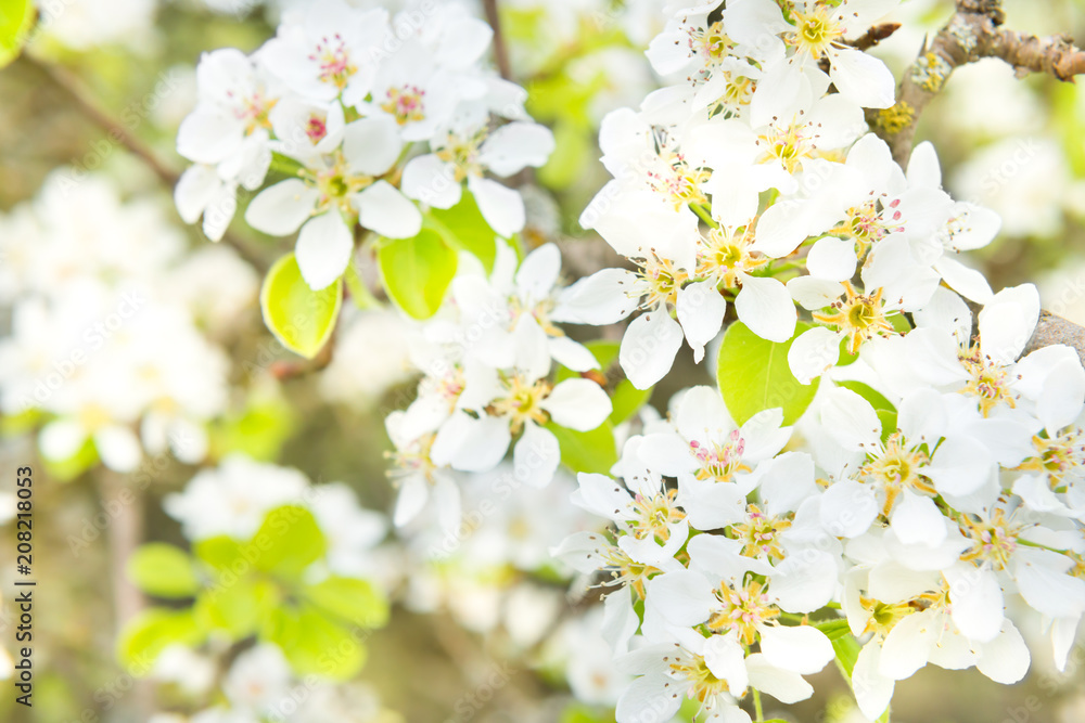 Fototapeta premium Blossom pear tree in white flowers and green background