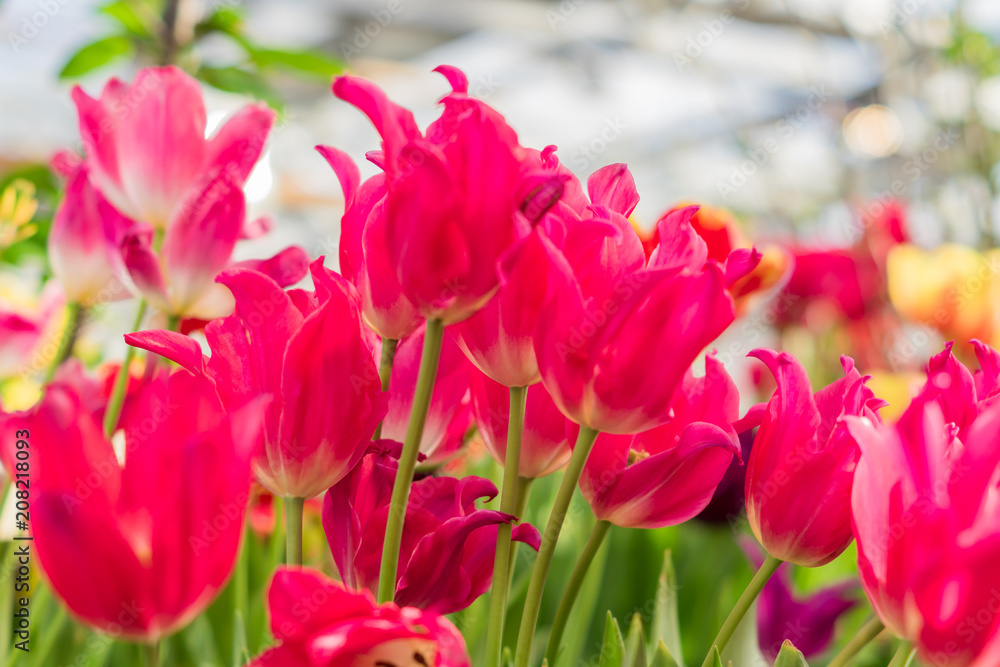 Fototapeta premium field of blooming multicolored tulips, spring flowers in the garden
